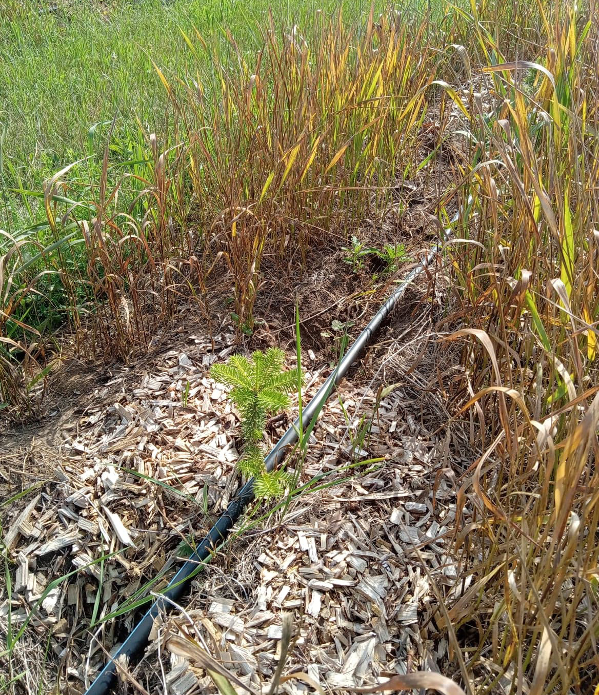 Grass growing around a newly planted Christmas tree.